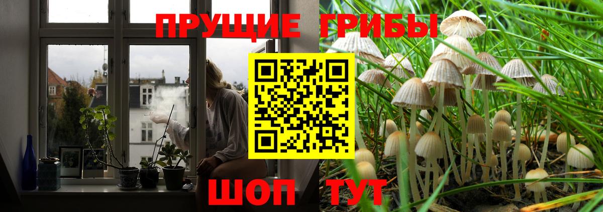 Псилоцибиновые грибы прущие грибы Унеча